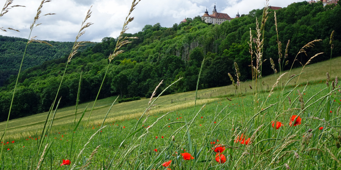 Wiese mit der Schloss Langenburg im Hintergrund