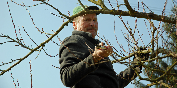 Obst & Garten Coach in der Ausbildung: Baumschnitt im Frühjahr (Foto: © C. P. Hutter)