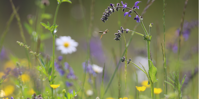 Blumenwiese bei Oeffingen