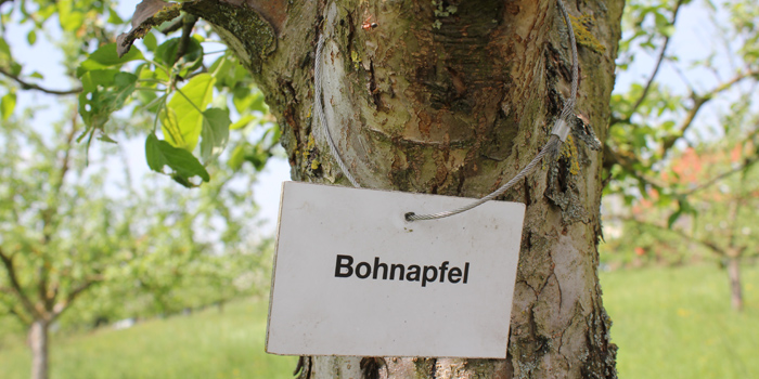 Bohnapfelbaum (Foto: © Eva Grubmiller)