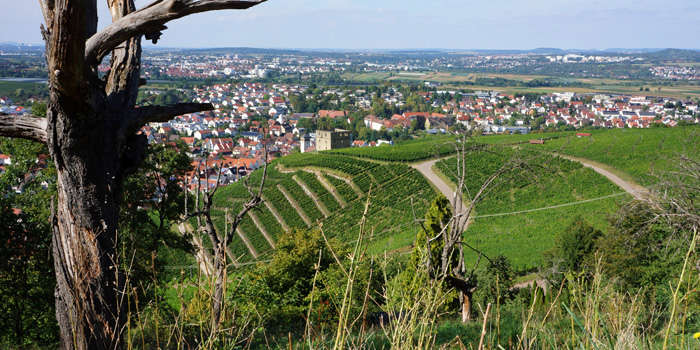 Weinbau an den sonnenexponierten Steillagen und Höhen in Württemberg