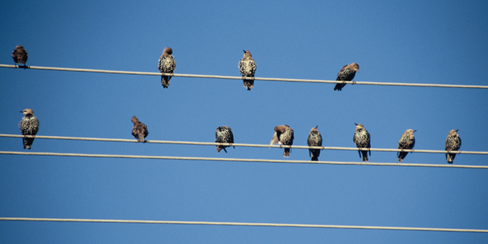 Zugvögel (Foto: © C. P. Hutter)