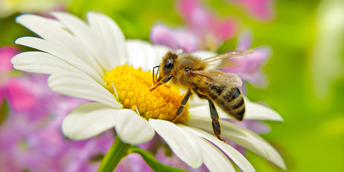 Biene sitzt auf Margerite (Foto: © Patrizia Tilly/Fotolia.com)