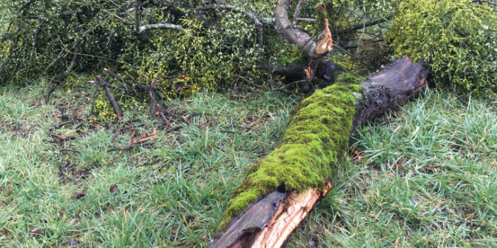 mistelbefallener ausgebrochener Ast vom Obstbaum