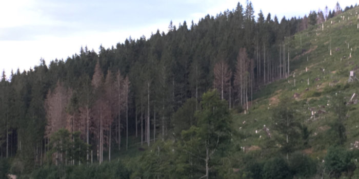Feldberg Wald mit Schäden