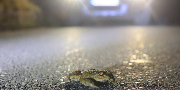Erdkröte vor Auto