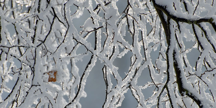Ast mit Schnee bedeckt (Foto: © C. P. Hutter)