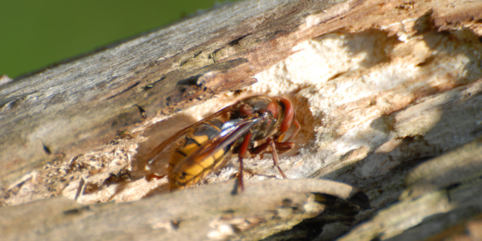 Hornisse sammelt Nestmaterial (Foto: @ C.-P. Hutter)