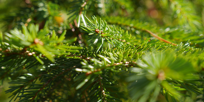 Weihnachtsbäume sollten in Mischkulturen angebaut sein. (Foto: © A. Mayer)