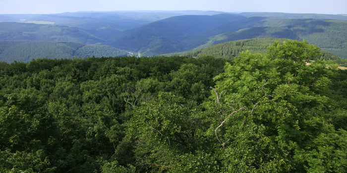 Katzenbuckel im Odenwald (Foto: Archiv Umweltakademie Baden-Württemberg)