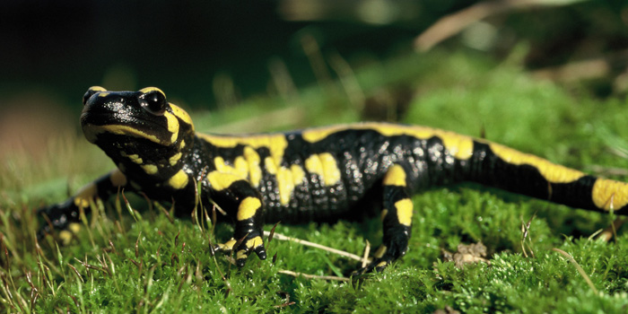 Salamander (Foto: Archiv Umweltakademie Baden-Württemberg)