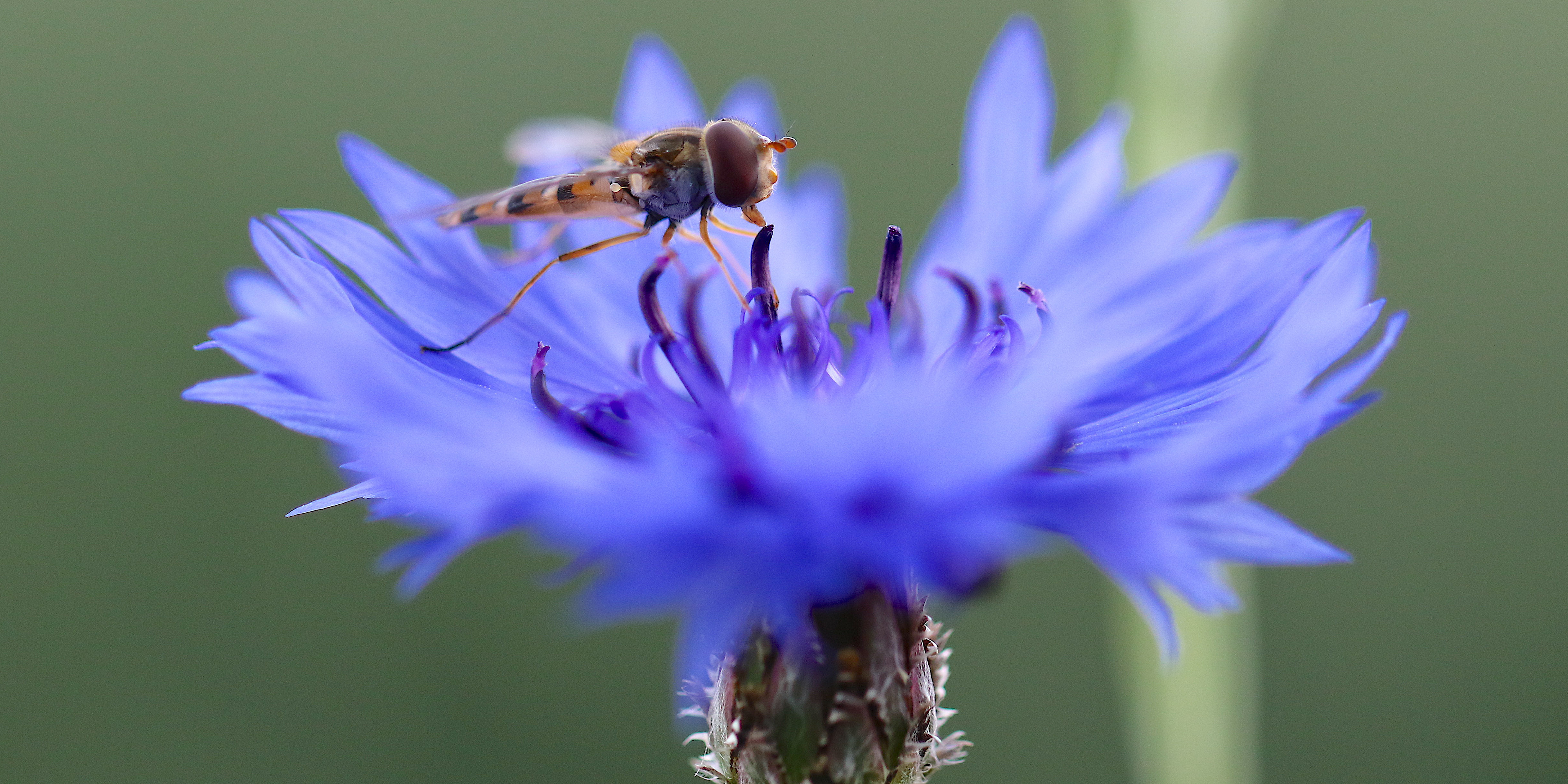 Schwebfliege auf Kornblume