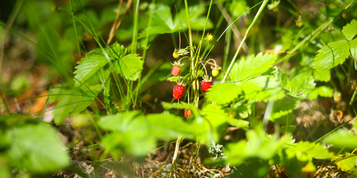 Walderdbeeren (Foto: © polukarovaanna/Fotolia.com)